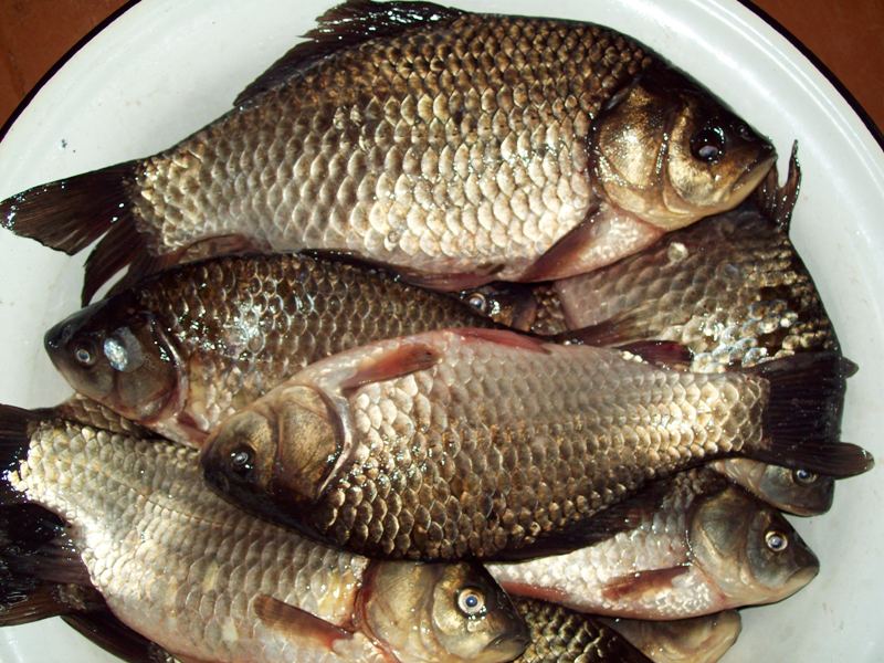Балык из карася – рыбные рецепты