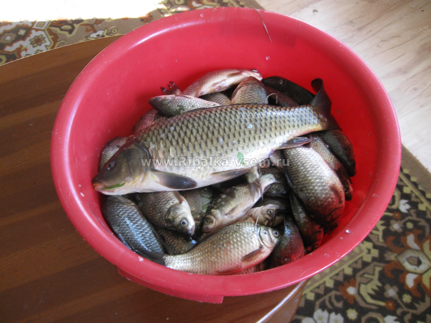 Рецепт бойлов в домашних условиях на карпа | Рыболовный сайт